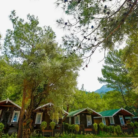 Pine & Bungallows