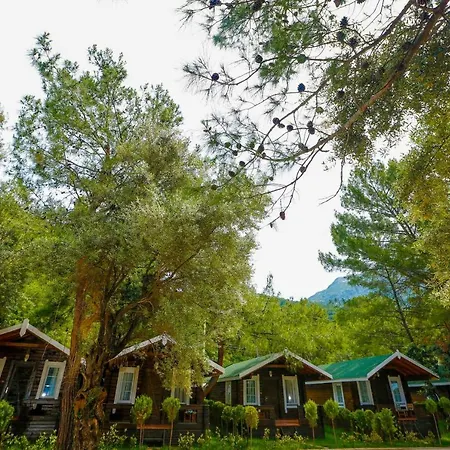 Pine & Bungallows